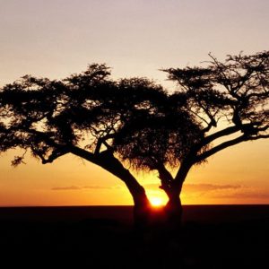 download HD Wallpapers: 1600×1200 » Nature » Safari Sunrise, Africa Free …