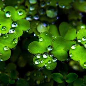 download Clover Wallpaper for St. Patrick's Day