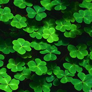 download St Patrick's Day wallpaper – 85912