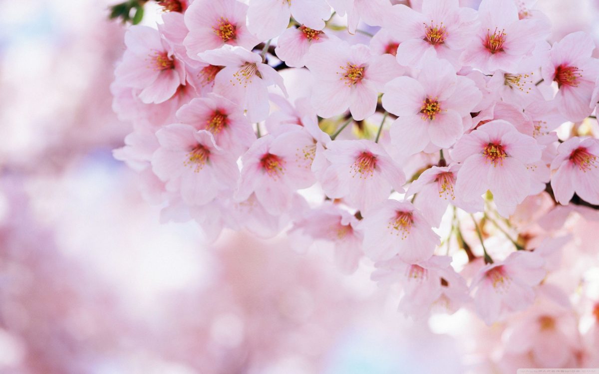 Cherry Blossom Wallpapers – Full HD wallpaper search