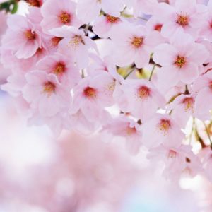 download Cherry Blossom Wallpapers – Full HD wallpaper search