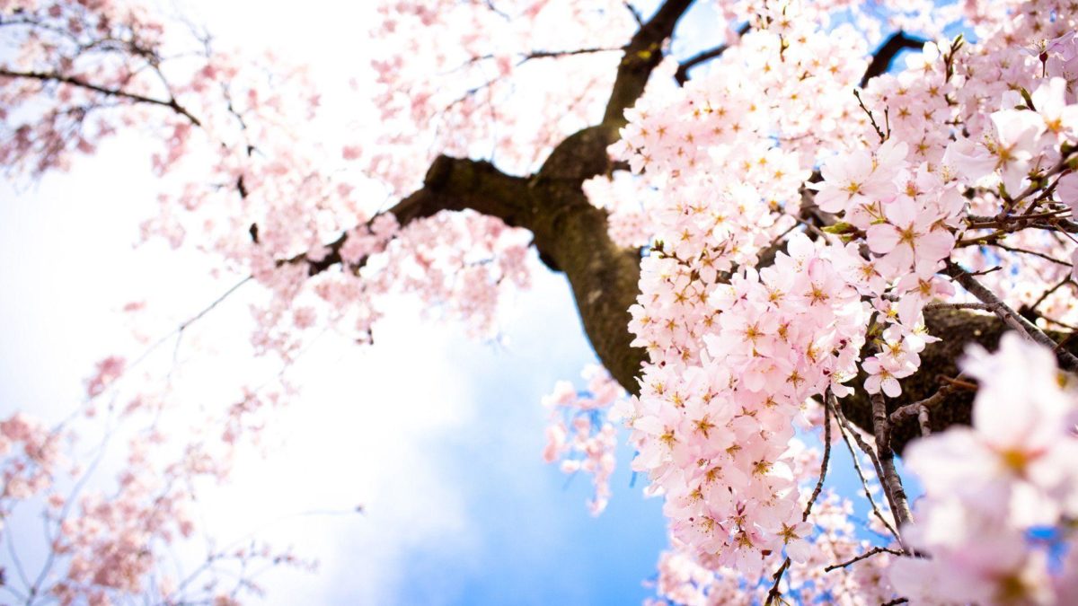 Sakura Flowers Wallpaper | Wallpaper Download