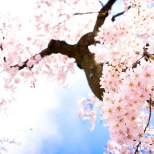 download Sakura Flowers Wallpaper | Wallpaper Download