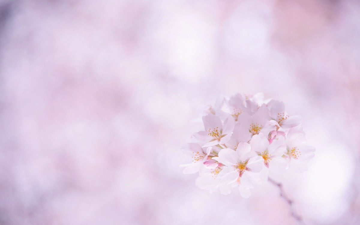 Sakura Flower wallpaper – 832434
