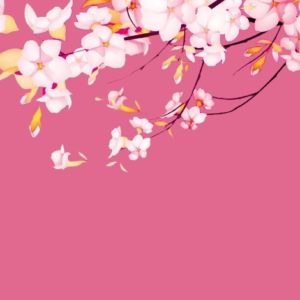 download sakura.flower-wallpaper – Dhoomwallpaper.com | Latest HD Wallpaper …