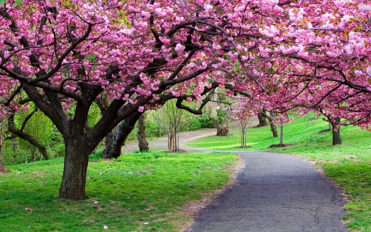 Cherry Blossom Tree wallpaper – 1106819