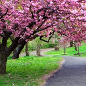 download Cherry Blossom Tree wallpaper – 1106819