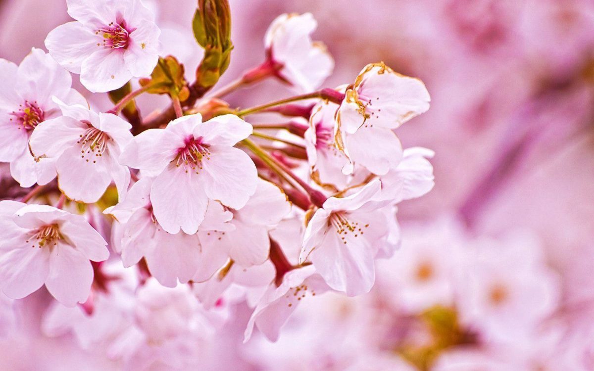 sakura.flower_wallpaper.jpg