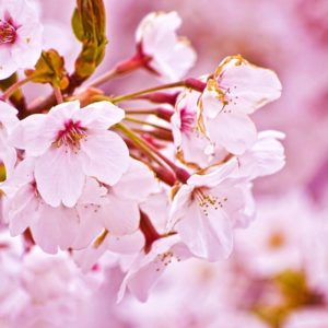 download sakura.flower_wallpaper.jpg