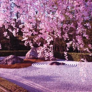 download 10 Gorgeous pictures of Cherry Blossom Lake, Japan | Art …
