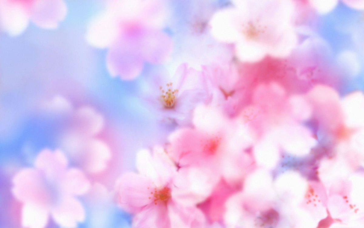 Most Downloaded Cherry Blossom Wallpapers – Full HD wallpaper search