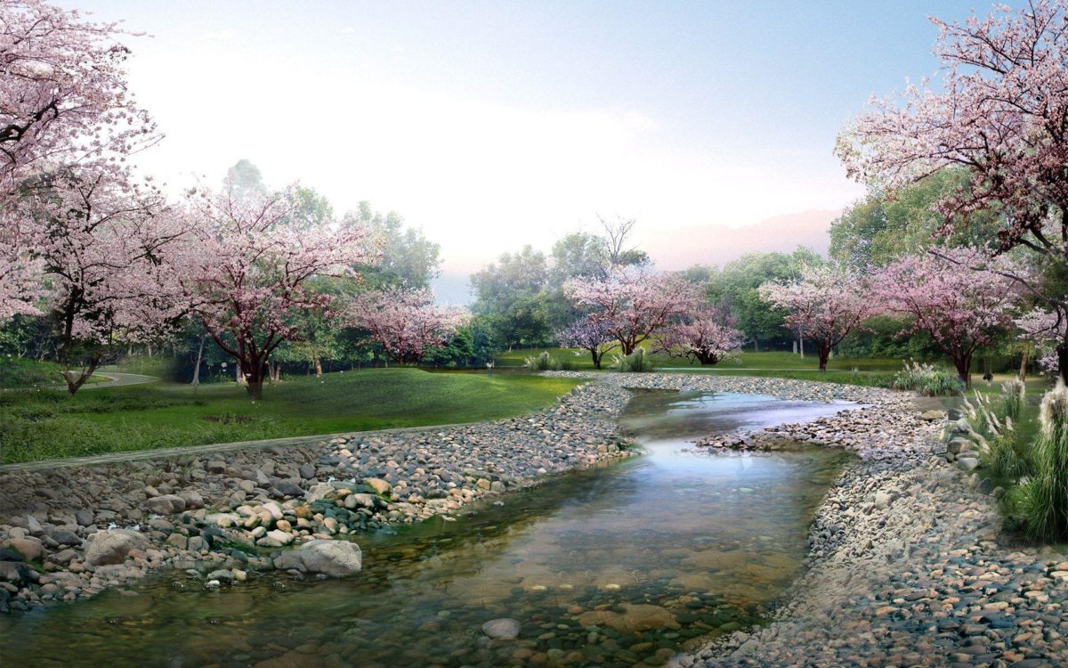 sakura flower best HD wallpaper pics | Wallpicshd