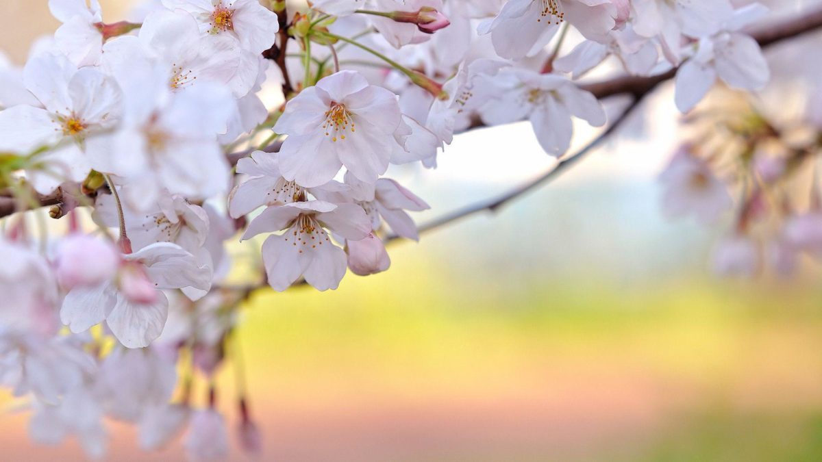 sakura flower HD wallpaper pics | Wallpicshd