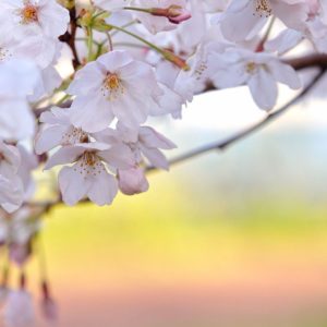 download sakura flower HD wallpaper pics | Wallpicshd