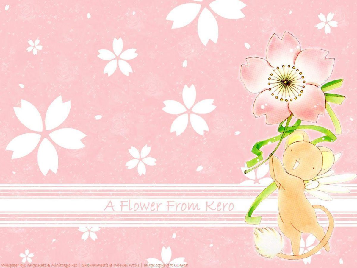 A flower from Kero – Cardcaptor Sakura Wallpaper (5022194) – Fanpop