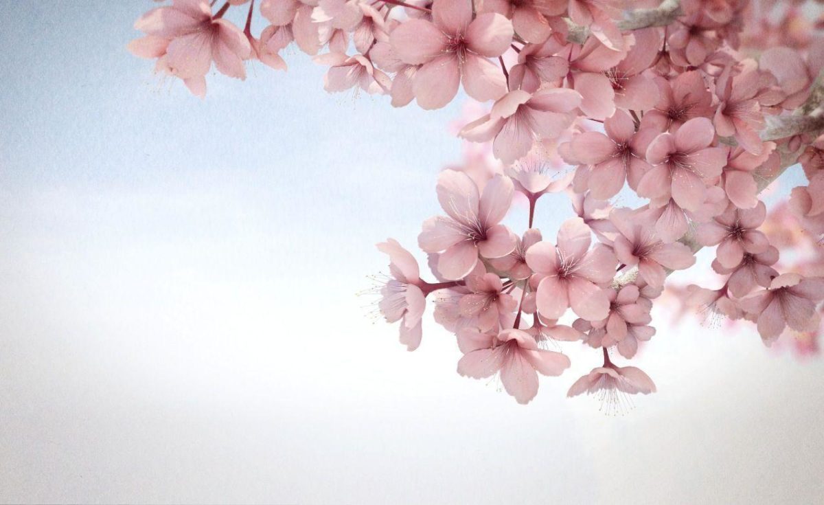 sakura flower HD wallpaper android | Wallpicshd