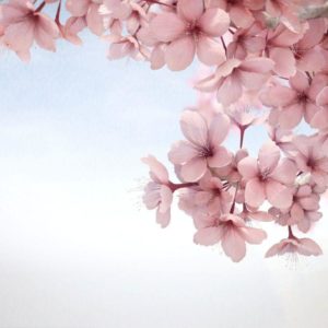 download sakura flower HD wallpaper android | Wallpicshd