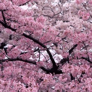 download Sakura Flower with 1280×800 Resolution Wallpaper Download Logo And …