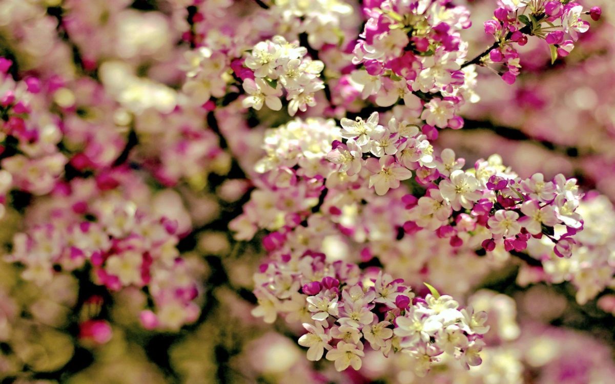 Cherry Blossom Tree wallpaper – 1113694