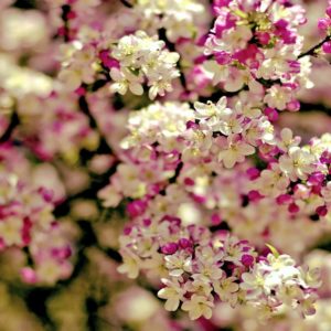 download Cherry Blossom Tree wallpaper – 1113694
