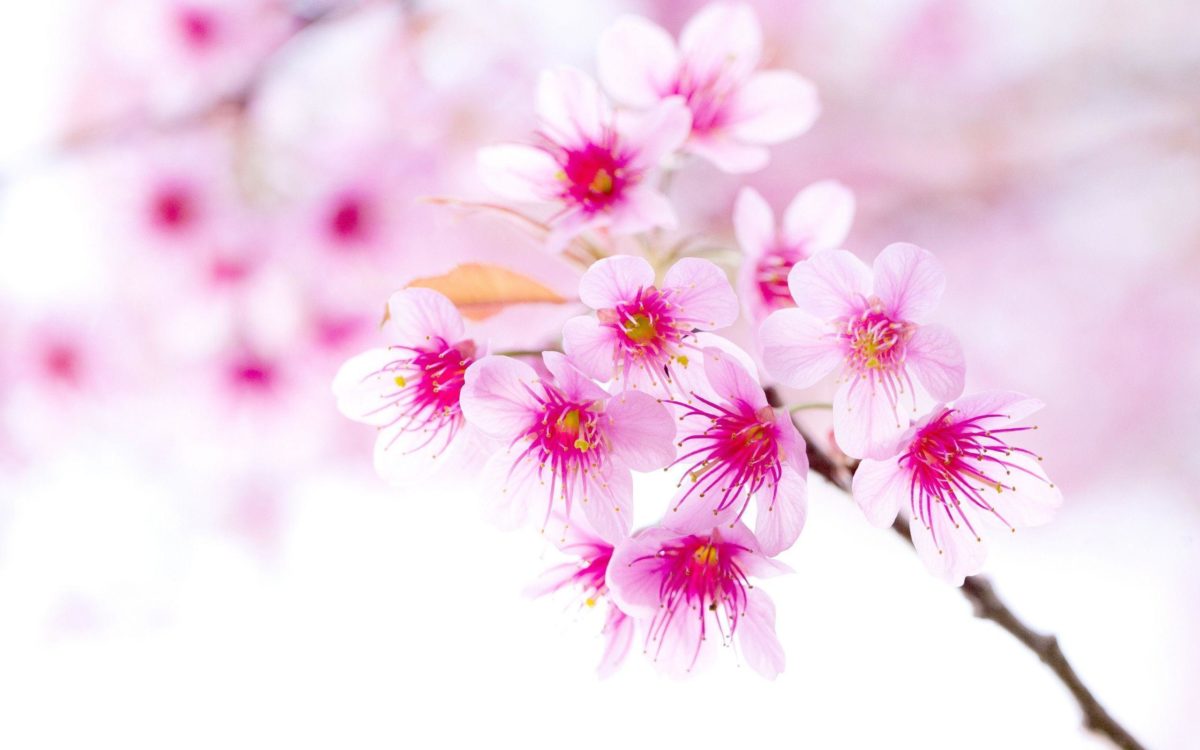 cherry_blossom_pink_sakura_ …