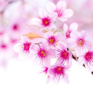 download cherry_blossom_pink_sakura_ …