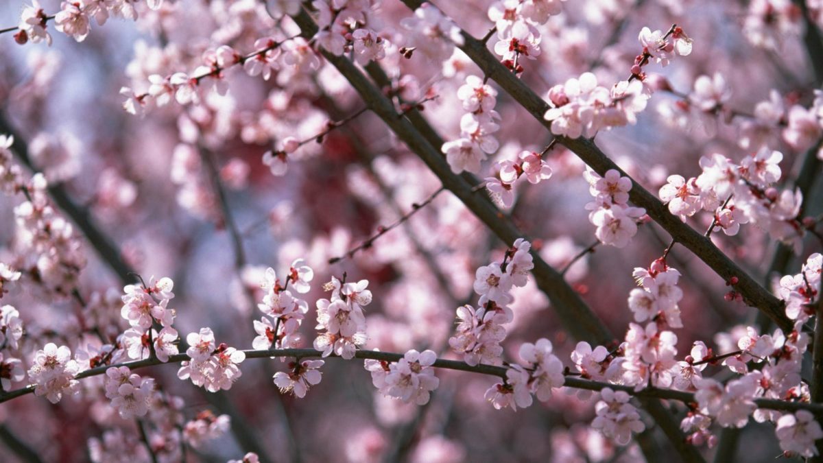 sakura_flower_blossom_hd_ …