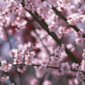 download sakura_flower_blossom_hd_ …