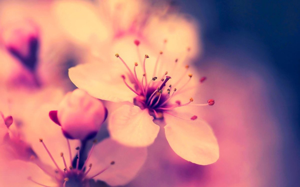 Sakura Flower Wallpapers – Full HD wallpaper search