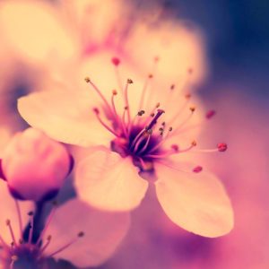 download Sakura Flower Wallpapers – Full HD wallpaper search