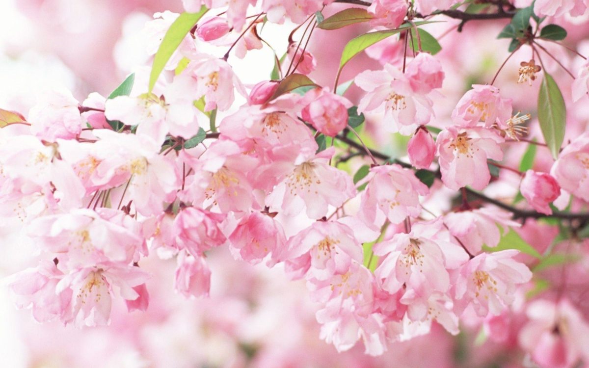 Sakura Flower wallpaper – 803294