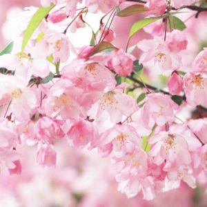download Sakura Flower wallpaper – 803294