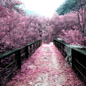 download bridge_and_sakura_flower_ …