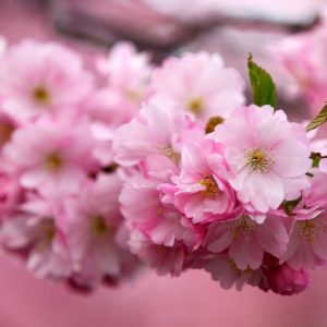 download Sakura flower background Japanese images download