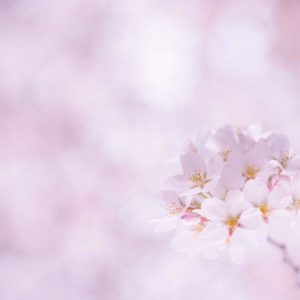 download Flower Wallpapers Cherry Sakura Flowers 1920×1 #2167 | HD Wallpapers