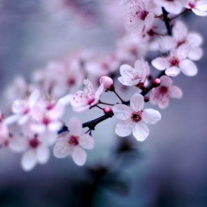 download Cherry Blossom Sakura Flower Wallpaper #2194 | HD Wallpapers