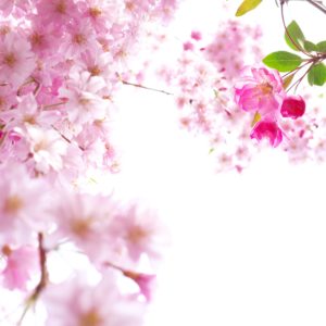 download Beautiful Sakura Wallpaper HD | Paravu.com | HD Wallpaper and …
