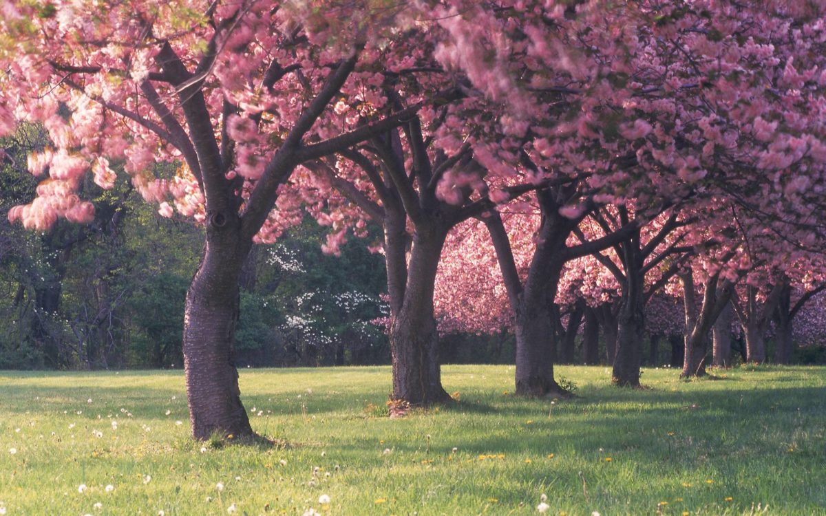 Sakura flower background Japanese images download