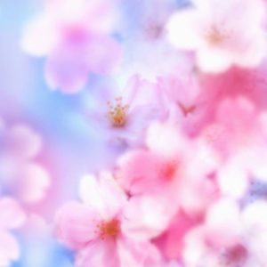 download Desktop hd sakura flower background