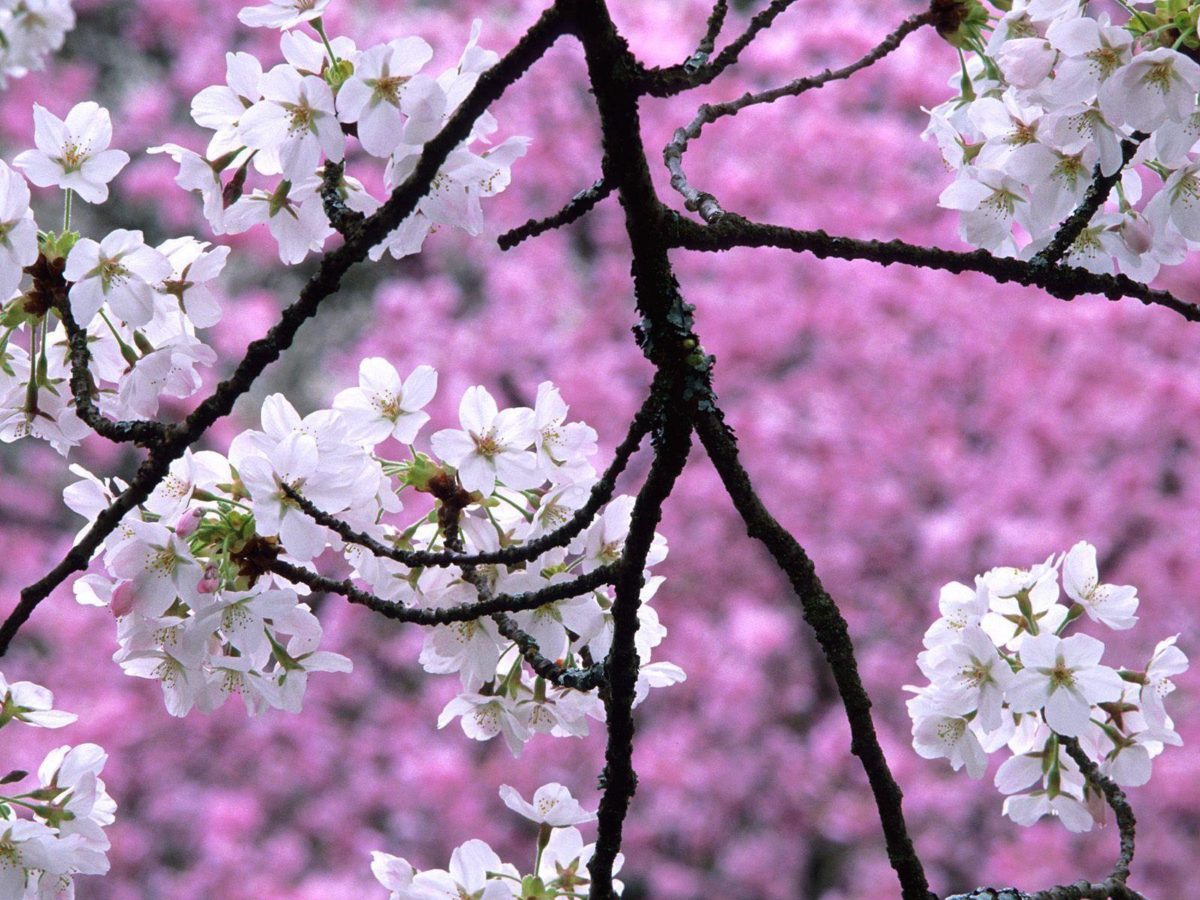 Sakura flower wallpaper hd with blossom tree