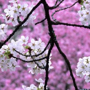 download Sakura flower wallpaper hd with blossom tree