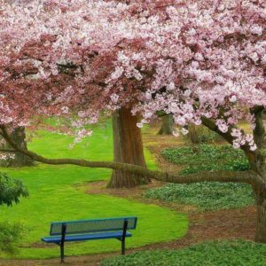 download Free Wallpaper: New Sakura Blossom Wallpaper