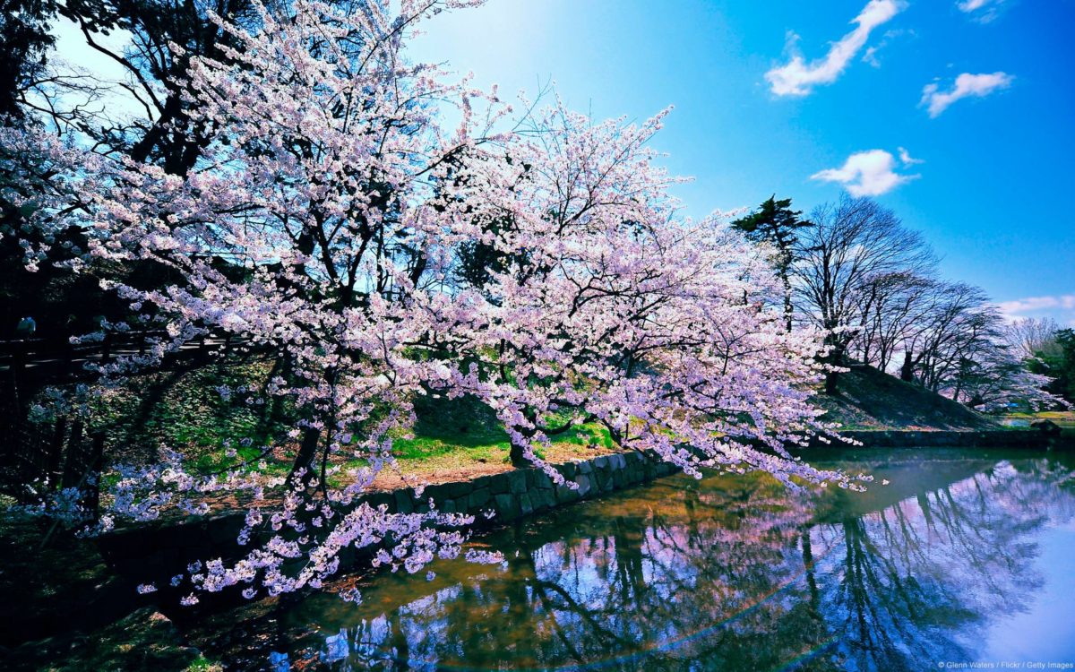 Cherry Blossom Trees Wallpapers | HD Wallpapers