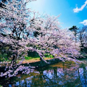 download Cherry Blossom Trees Wallpapers | HD Wallpapers