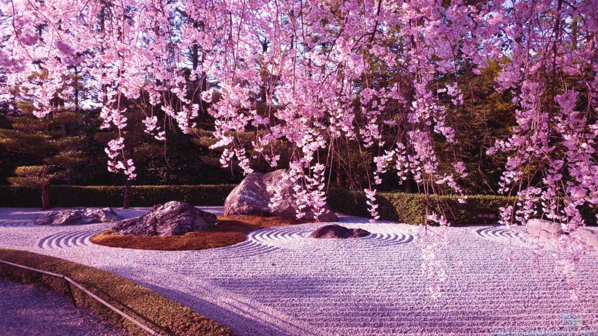 Wallpapers For > Cherry Blossom Tree Anime Wallpaper