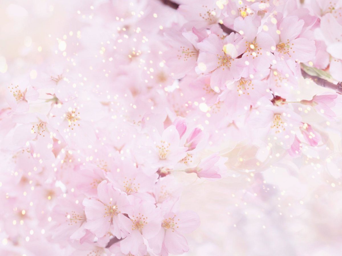 Anime Cherry Blossom Wallpaper Images & Pictures – Becuo