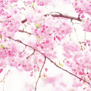 download Pink Sakura Flowers #12141 / Good-