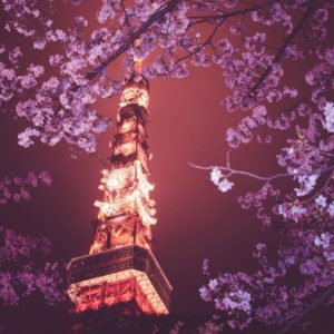 download Wallpapers For > Japanese Cherry Blossom Wallpaper Anime