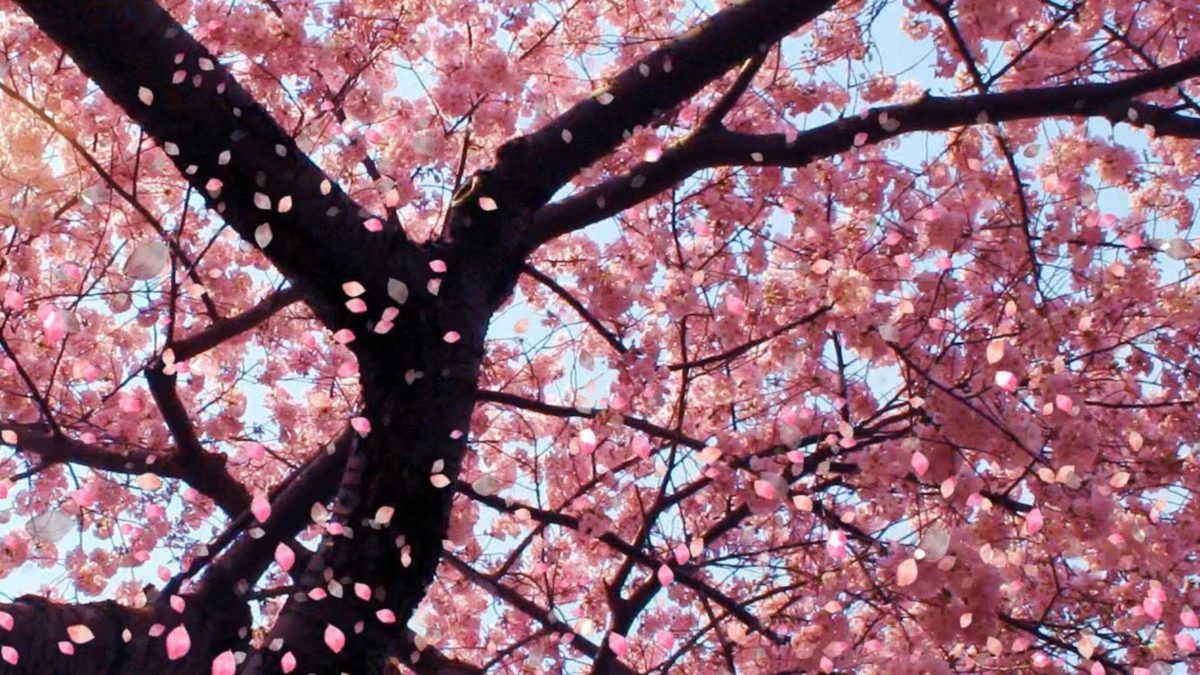 Sakura flower wallpaper images all free download
