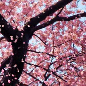 download Sakura flower wallpaper images all free download